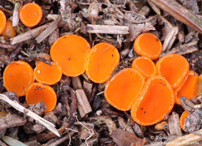 Oranžovka vřetenovýtrusá, Byssonectria fusispora (Houby, Fungi)